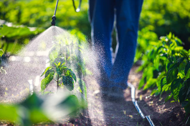 Seasonal Pest Control in Atlantic Beach, NC